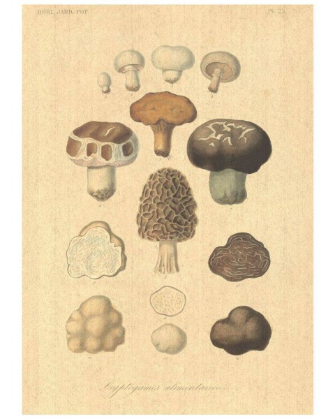 Flax Art Poster | Encyclopedia Vegetable A | FWP-AP-EN4A